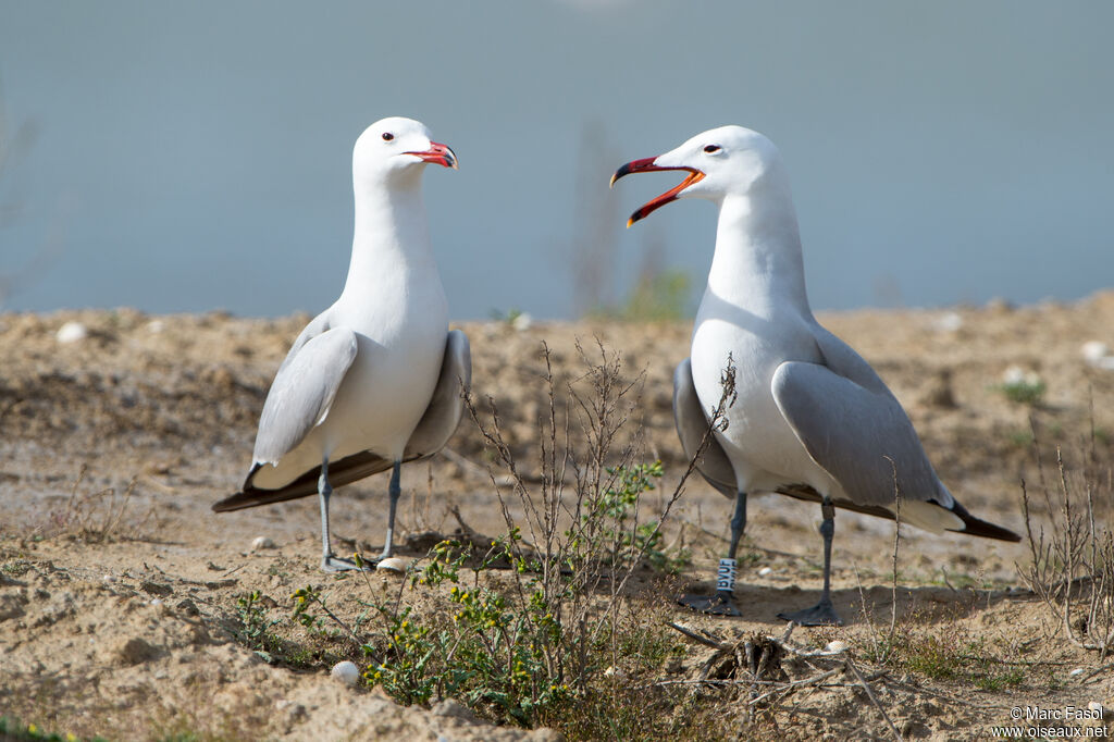 Audouin's Gulladult breeding, courting display