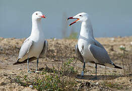 Audouin's Gull