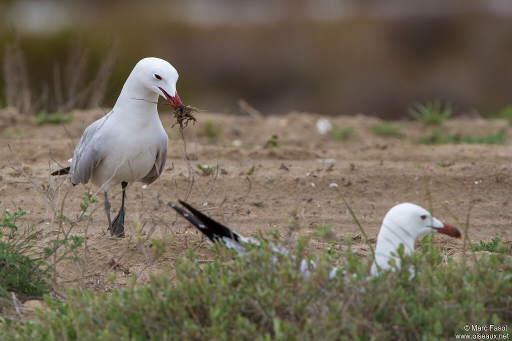 Audouin's Gulladult breeding, courting display, Reproduction-nesting