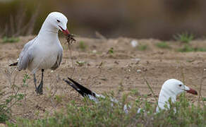 Audouin's Gull