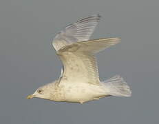 Iceland Gull (kumlieni)