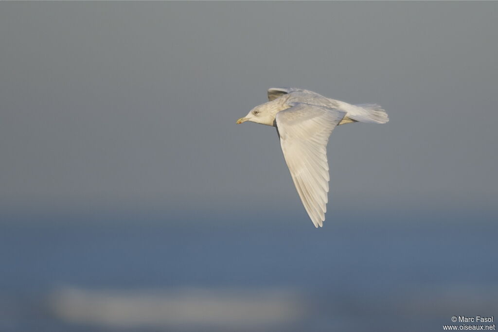 Iceland Gull (kumlieni)Fourth year, Flight