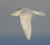 Iceland Gull (kumlieni)