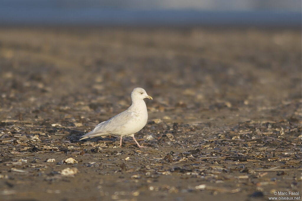 Iceland Gull (kumlieni)Fourth year, identification, feeding habits