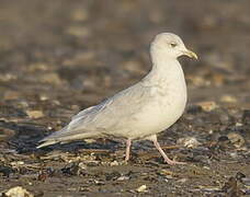 Iceland Gull (kumlieni)