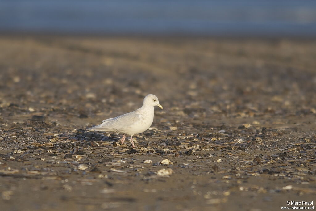 Iceland Gull (kumlieni)Fourth year, identification