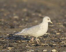 Iceland Gull (kumlieni)