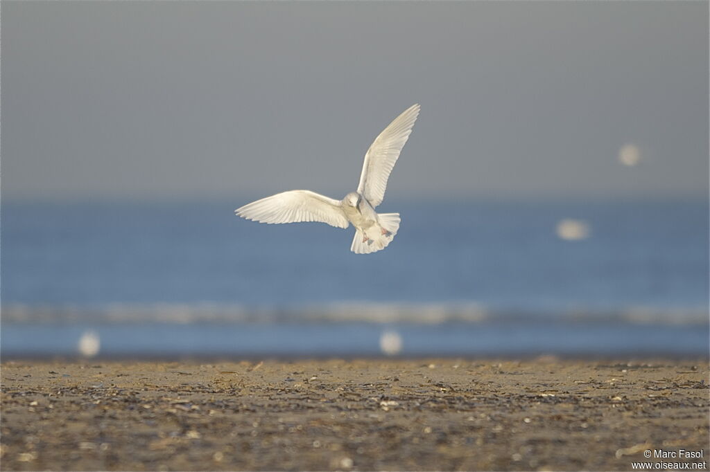 Iceland Gull (kumlieni)