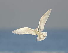 Iceland Gull (kumlieni)