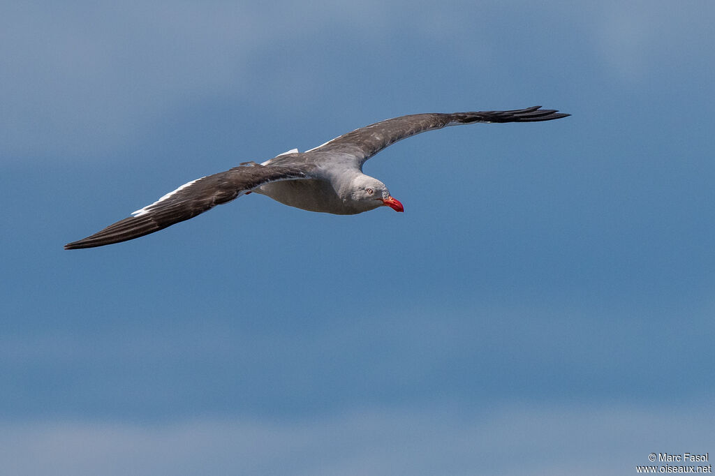 Dolphin Gulladult post breeding, Flight