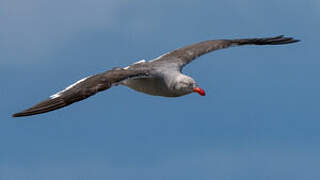 Dolphin Gull