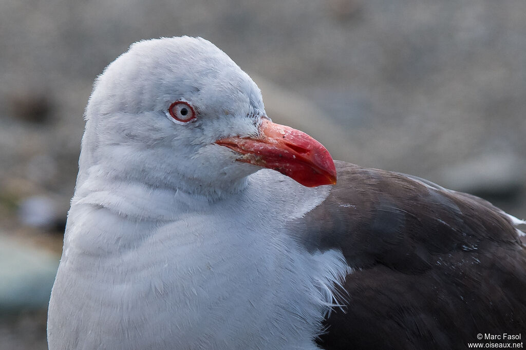 Goéland de Scoresbyadulte, portrait