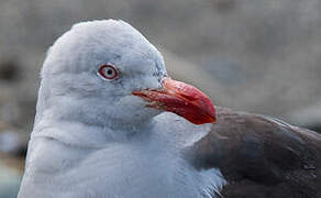 Dolphin Gull