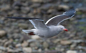 Dolphin Gull