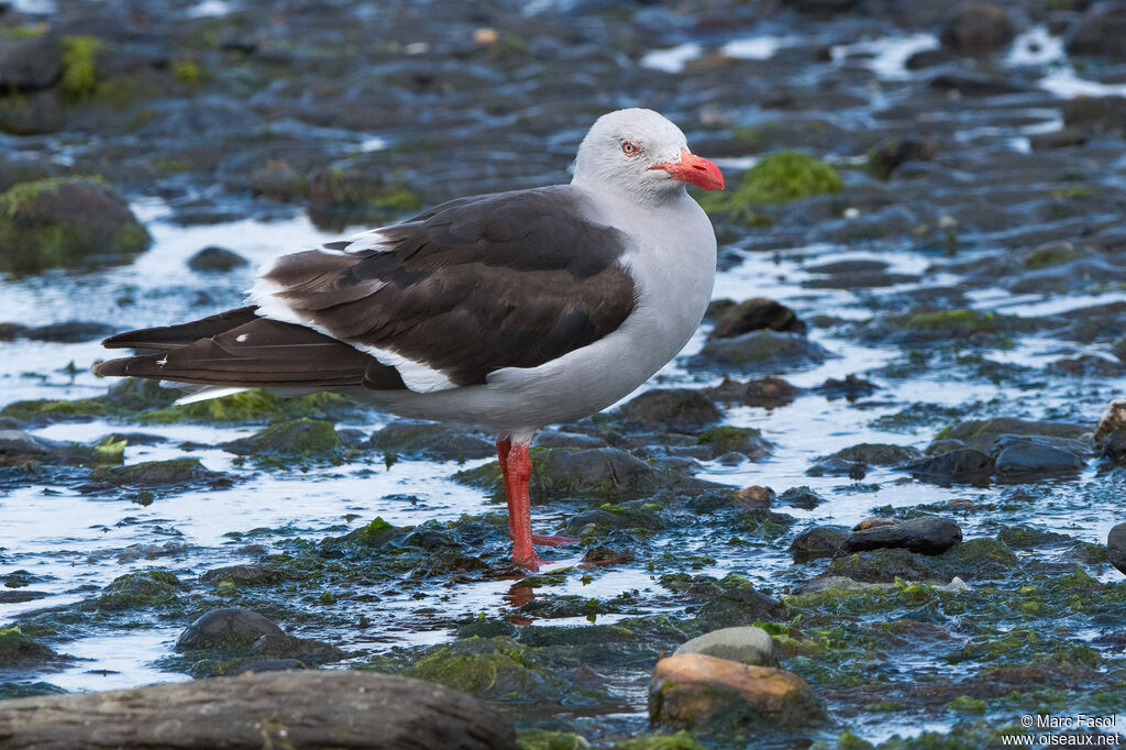 Goéland de Scoresbyadulte, identification