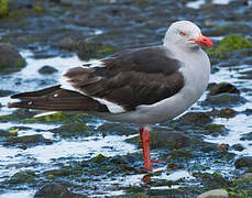 Dolphin Gull