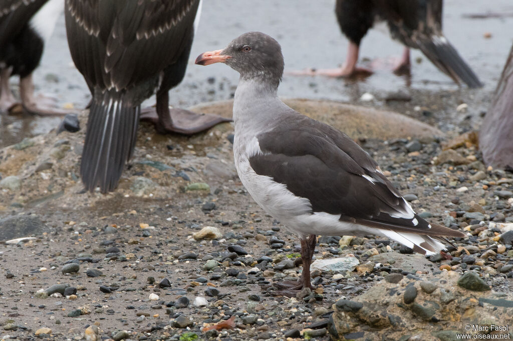 Goéland de Scoresbyimmature, identification