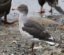 Dolphin Gull