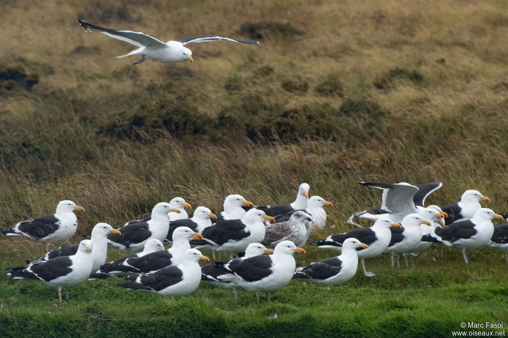 Kelp Gull, Flight