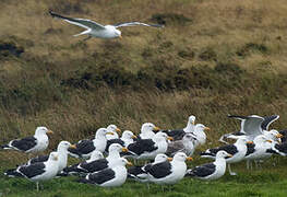 Kelp Gull