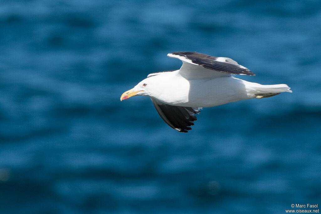 Kelp Gulladult, Flight