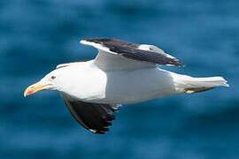 Kelp Gull