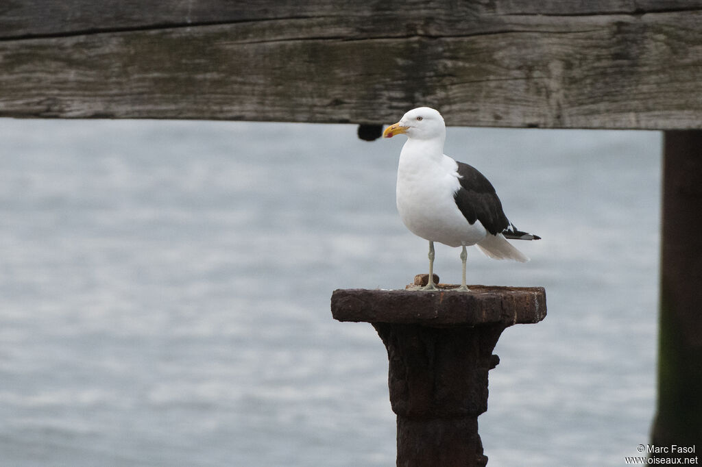 Goéland dominicainadulte, identification