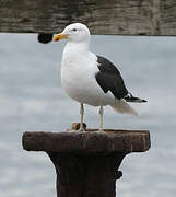 Kelp Gull