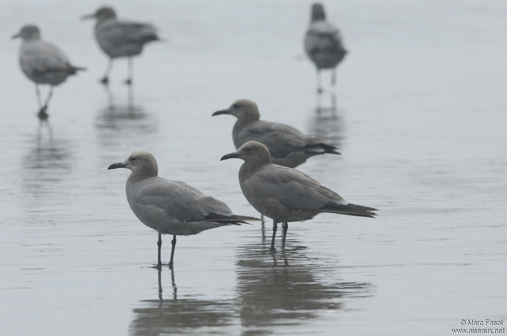 Grey Gull, identification