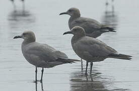 Grey Gull