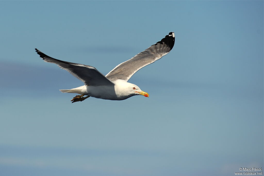 Yellow-legged Gulladult, Flight