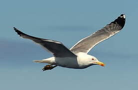 Yellow-legged Gull