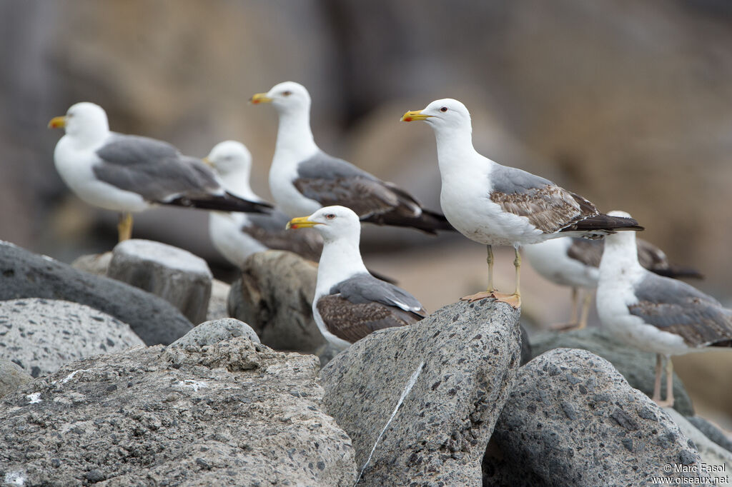 Yellow-legged Gullimmature