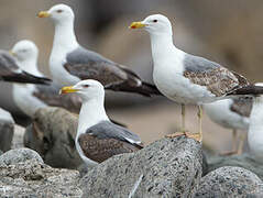 Yellow-legged Gull