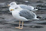 Goéland leucophée