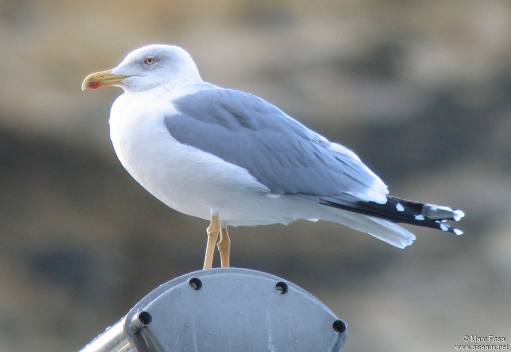 Goéland leucophée mâle adulte internuptial, identification