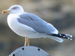 Yellow-legged Gull