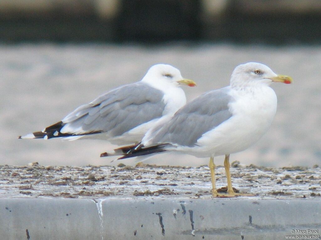 Yellow-legged Gulladult post breeding, identification