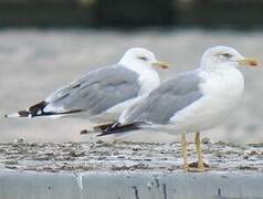 Yellow-legged Gull