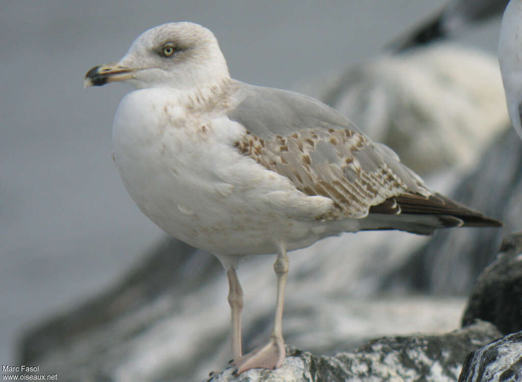 Yellow-legged GullThird  year, identification