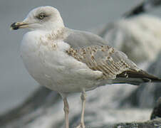 Yellow-legged Gull