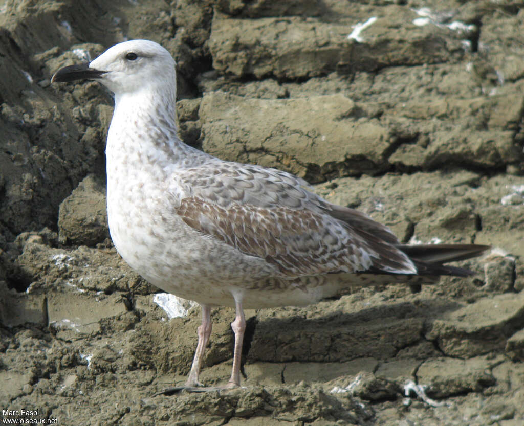 Yellow-legged GullSecond year, identification