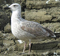 Yellow-legged Gull