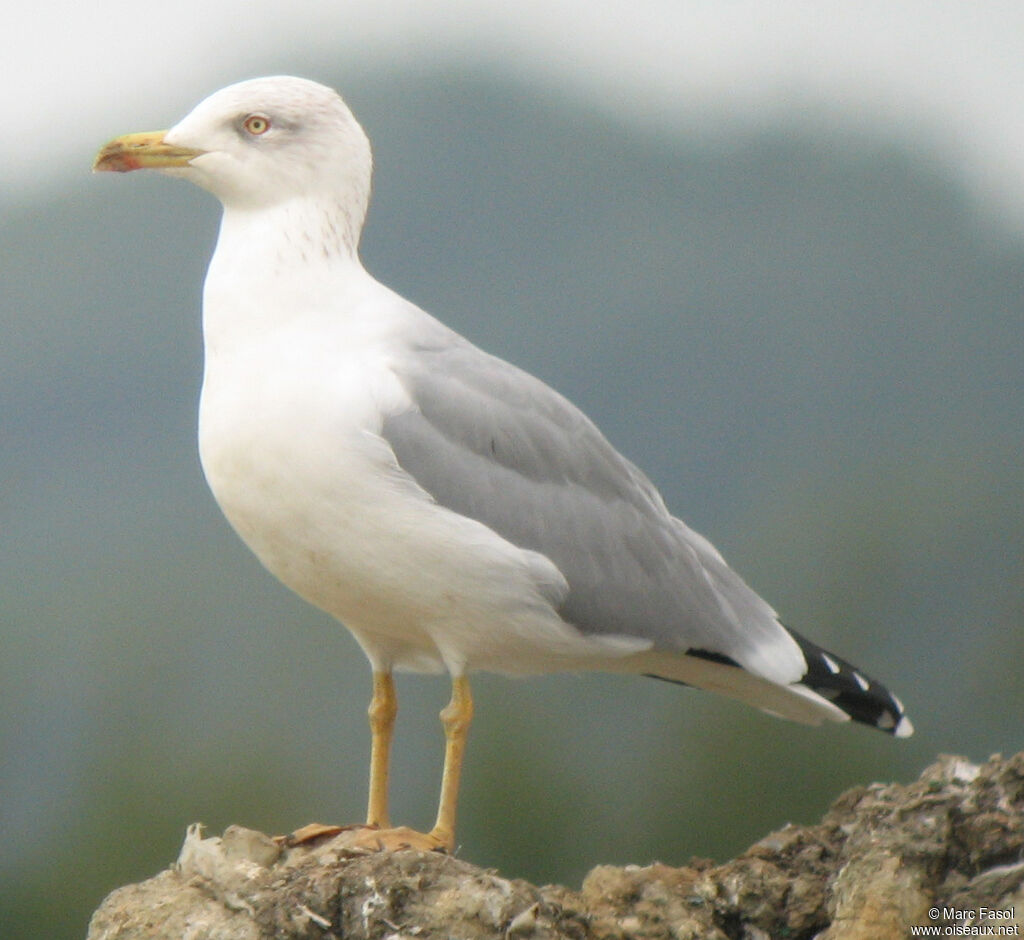 Goéland leucophéeadulte internuptial, identification