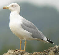 Yellow-legged Gull