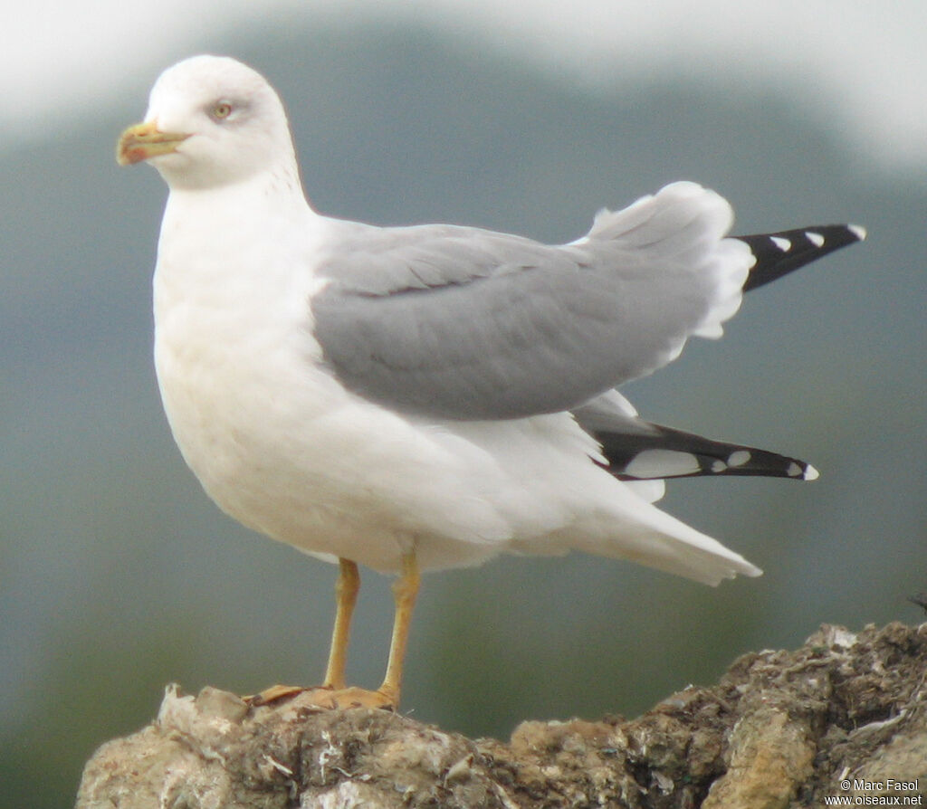 Goéland leucophéeadulte internuptial, identification