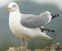 Yellow-legged Gull