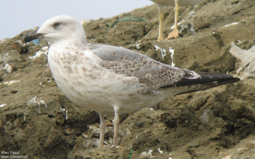 Yellow-legged GullSecond year, identification