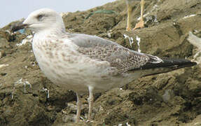 Yellow-legged Gull