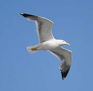 Yellow-legged Gull